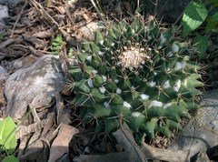 Mammillaria melanocentra melanocentra