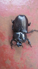 Phileurini