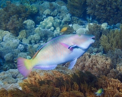 Long-Nosed Parrotfish photo 1