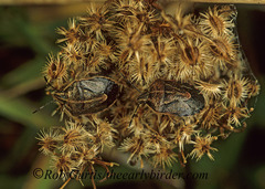 Trichopepla atricornis