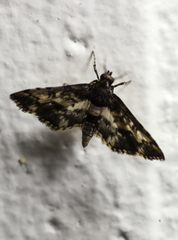 Nacoleia amphicedalis