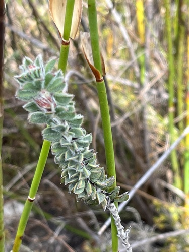 Indigofera spectabilis MS (Indigofera spectabilis)