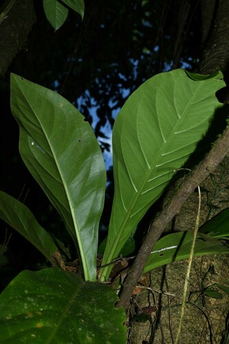 Anthurium hookeri