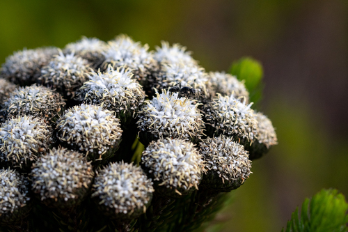Berzelia albiflora (Berzelia albiflora)