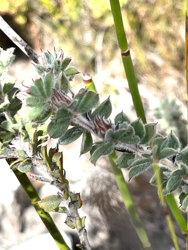 Image of Indigofera spectabilis by (c) Charleen Brunke, some rights reserved (CC BY)