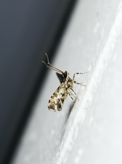 Nacoleia amphicedalis