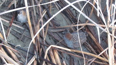 Laterallus jamaicensis coturniculus