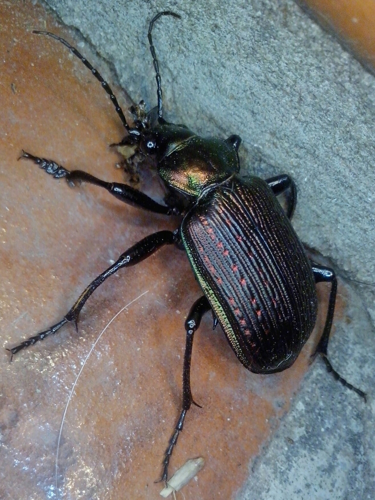 Calosoma argentinense