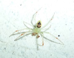Araneus niveus