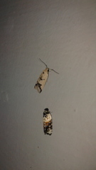 Compsotropha charidotis