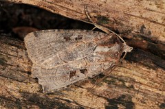 Xestia normanianus