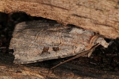 Xestia normanianus