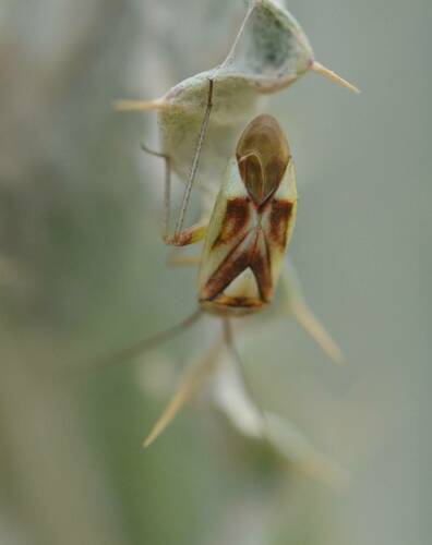 Closterotomus tunetanus