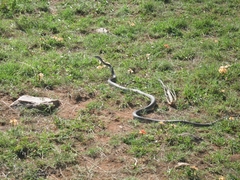 Dendroaspis polylepis