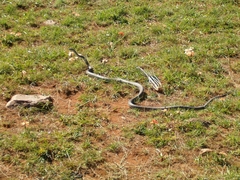 Dendroaspis polylepis