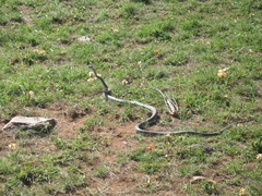 Dendroaspis polylepis