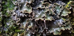 Peltigera malacea
