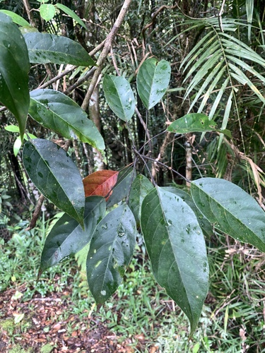 Elaeocarpus polystachyus observed 2023-04-01