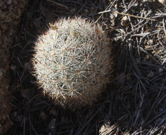 Escobaria alversonii