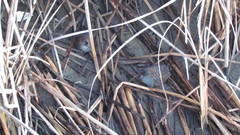 Laterallus jamaicensis coturniculus