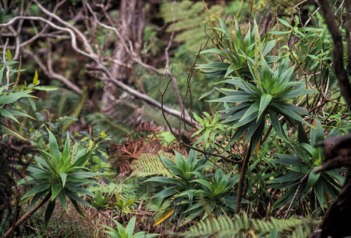 Plantago princeps var. anomala
