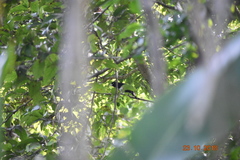 Amblycercus holosericeus