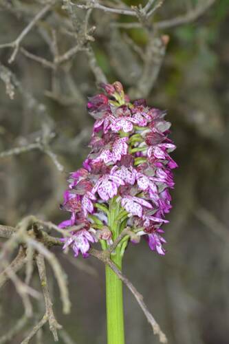 Orchis purpurea image