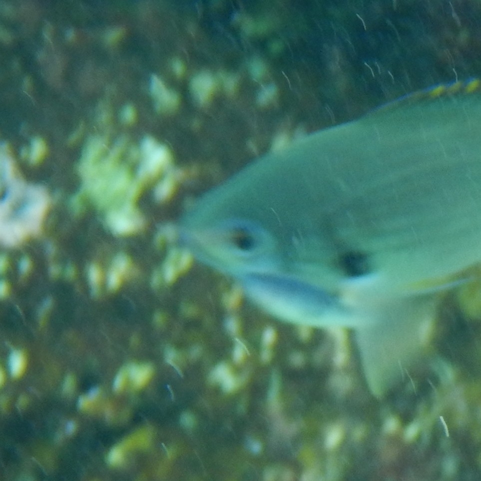 Damselfish Parasitic Isopod