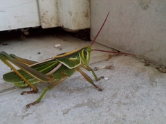 Staleochlora viridicata