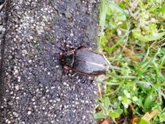 Dytiscus dimidiatus