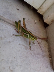 Staleochlora viridicata