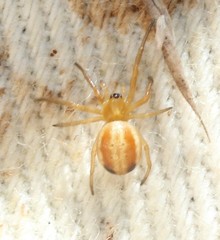Araneus pratensis