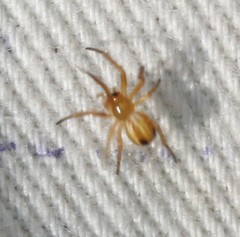 Araneus pratensis