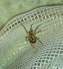 Araneus pratensis