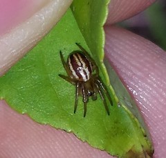 Araneus pratensis