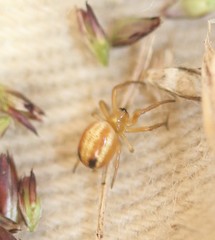 Araneus pratensis