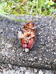 Dytiscus dimidiatus