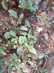 Allionia choisyi