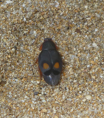 Euthyrrhapha pacifica