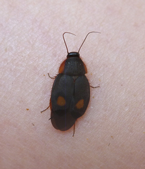 Euthyrrhapha pacifica