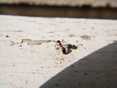 Dolichoderus quadripunctatus