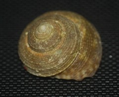 Agathistoma lividomaculatum