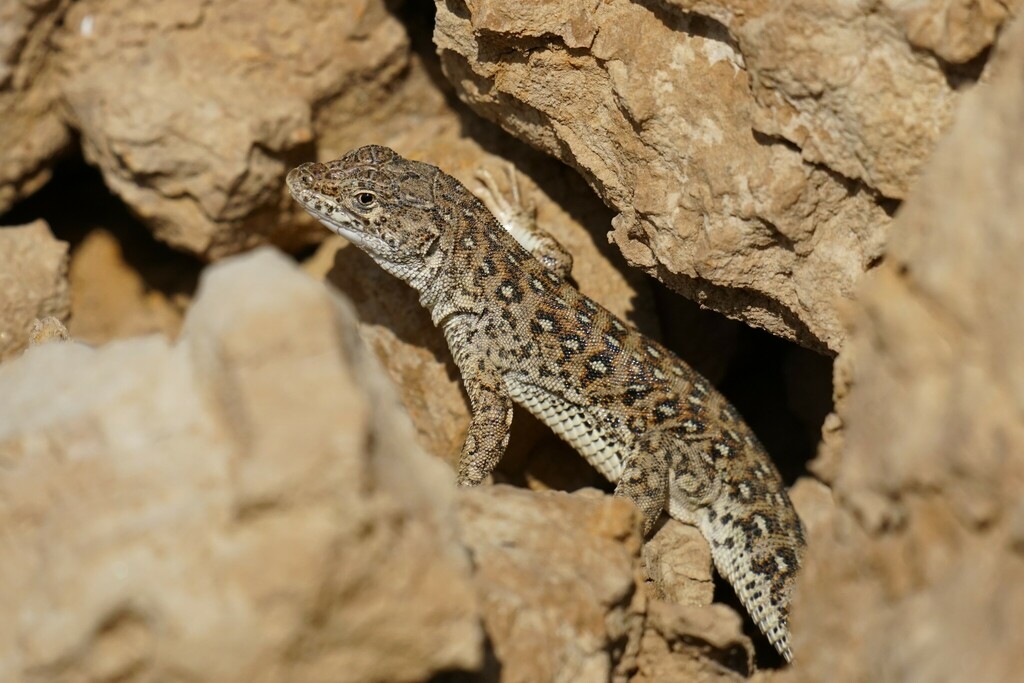 Racerunner