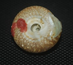 Agathistoma lividomaculatum