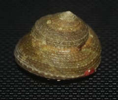 Agathistoma lividomaculatum