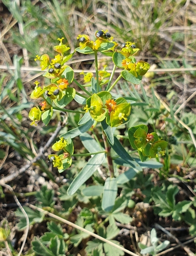 Euphorbia pseudagraria