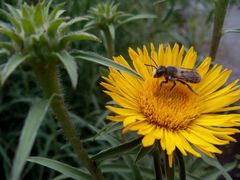 Megachile