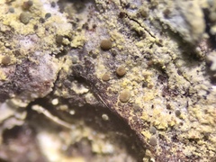 Arthonia cupressina