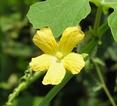 Luffa operculata