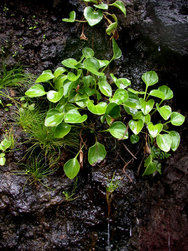 Plantago rapensis in life